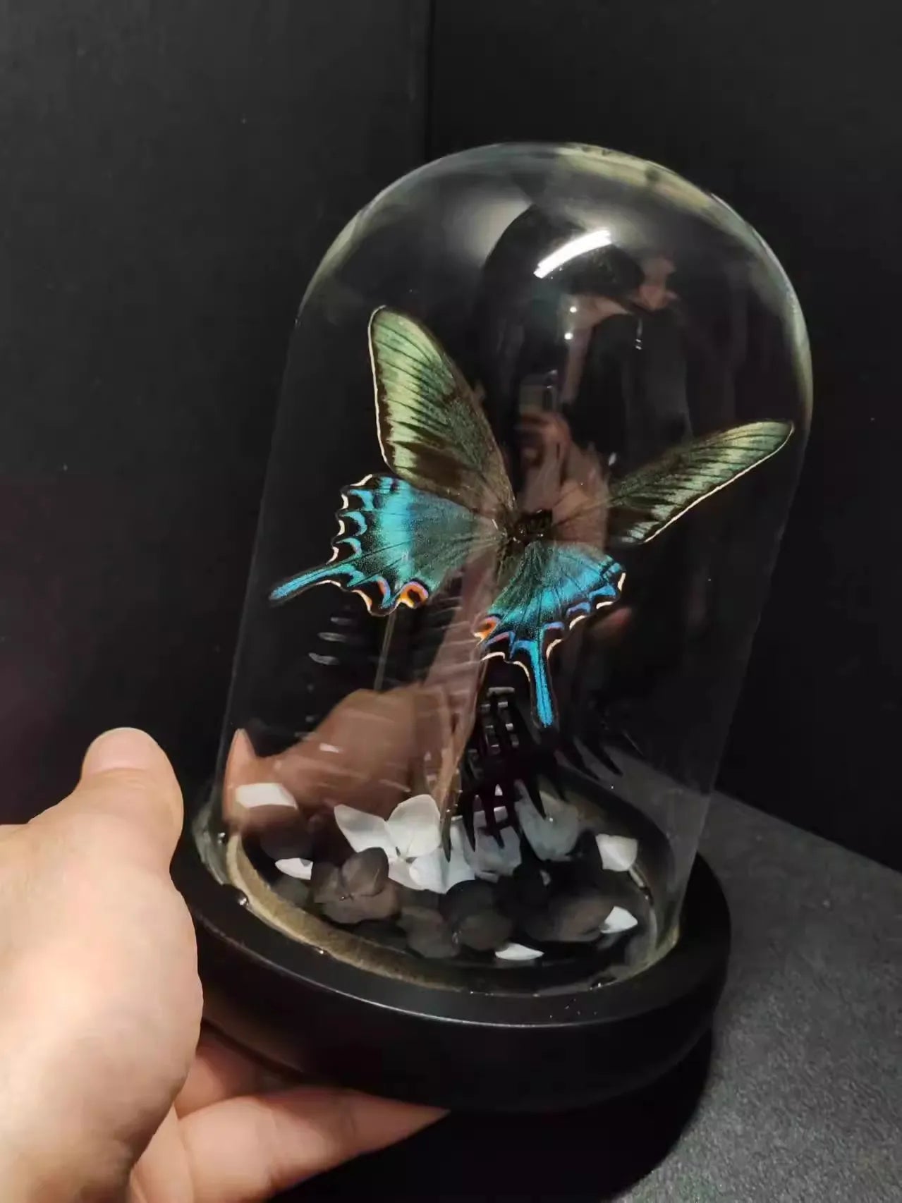 Spécimen de Papillon Véritable sous Cloche en Verre – Art Entomologique